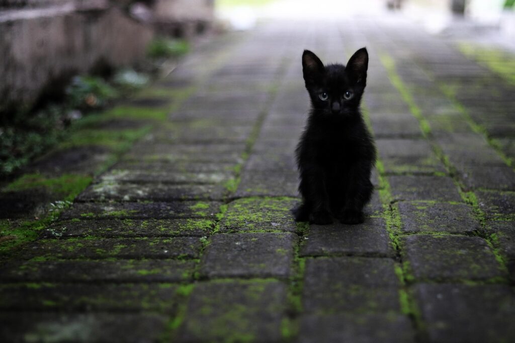 cat, black, nature, animal, pet, hair, star, black and white, hairy