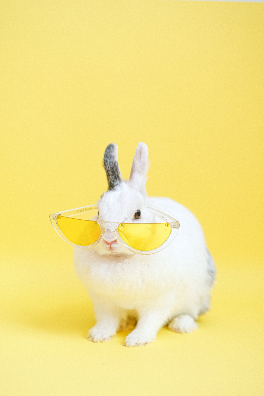 white rabbit wearing yellow eyeglasses